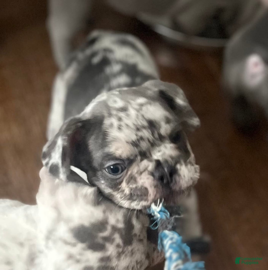 French Bulldog dogs for sale: Scarface - Image 2