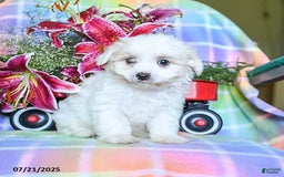 Maltese dogs for sale: Blaze - Image 1