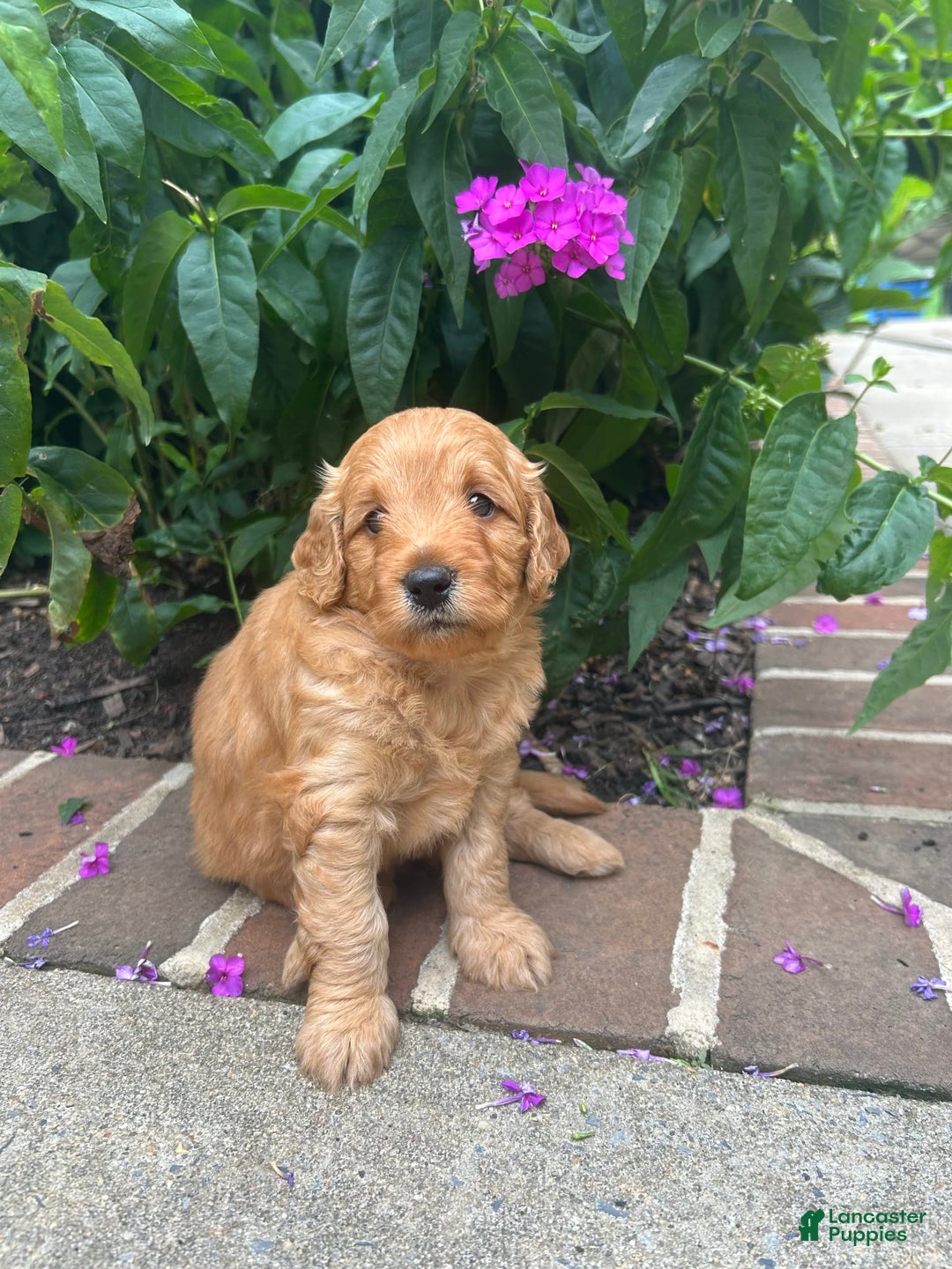 Mini Goldendoodle dogs for sale: Patterson - Image 3