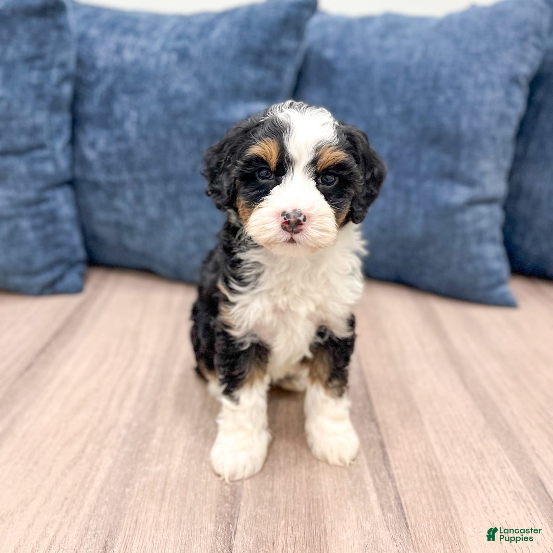 Mini Bernedoodle dogs for sale: Abby - Image 6