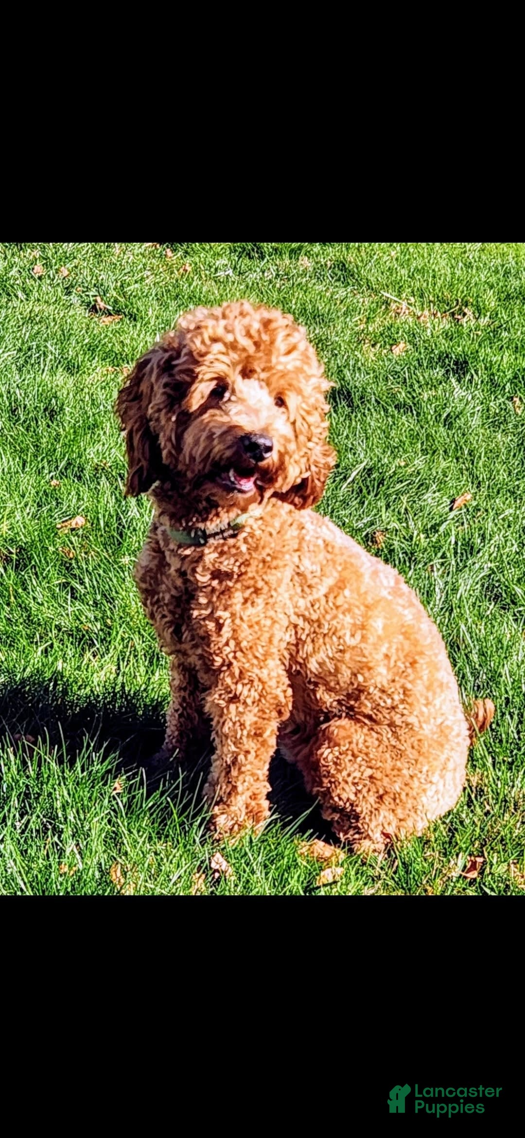 Goldendoodle dogs for sale: Aiden - Image 5