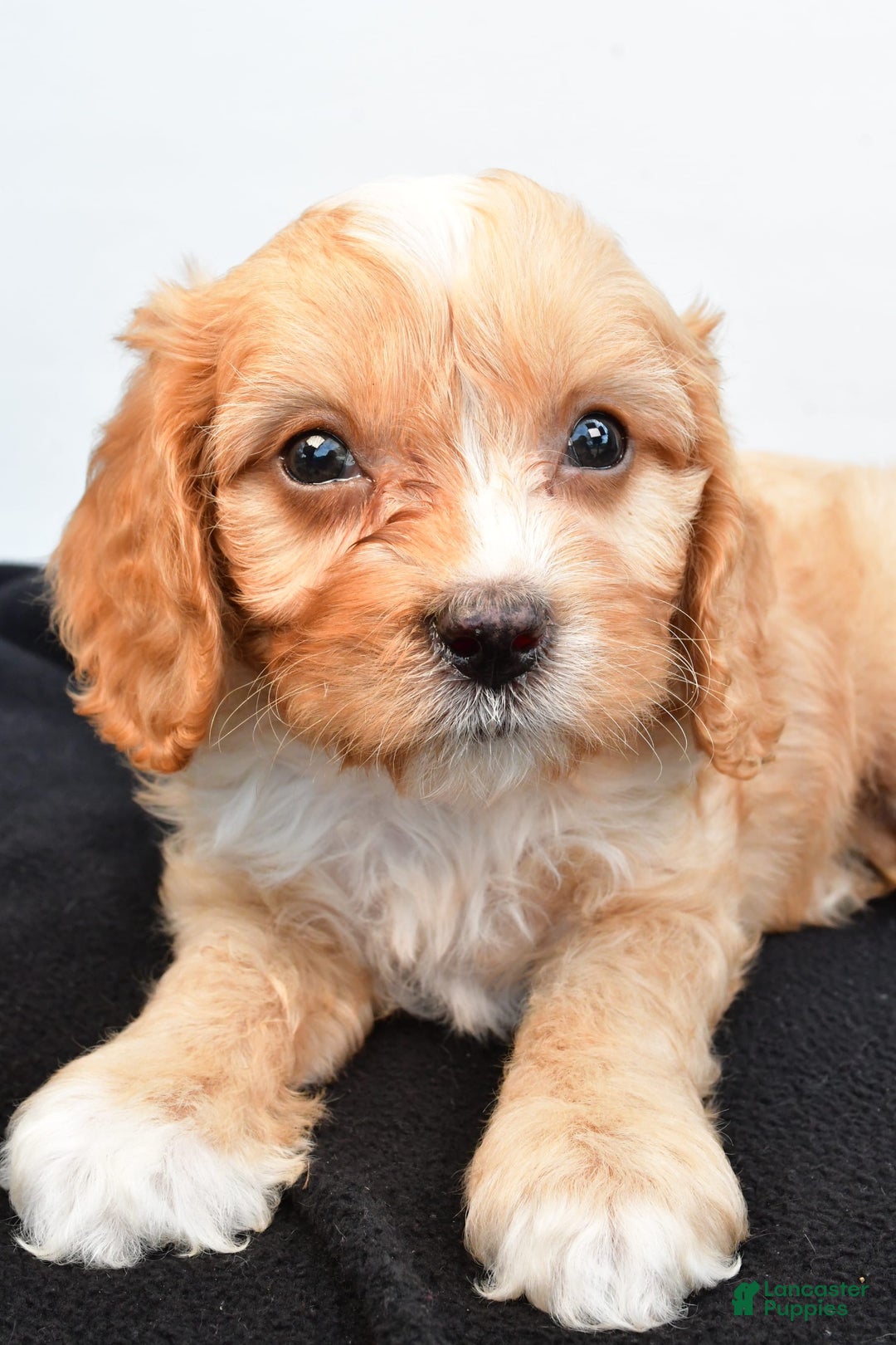 Cavapoo dogs for sale: Hershey - Image 4