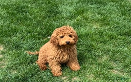 Cockapoo dogs for sale: Terry - Image 8