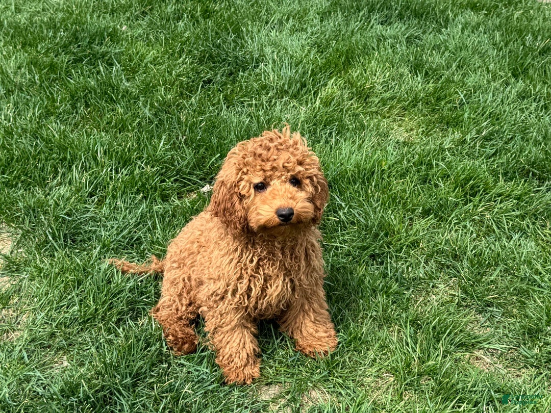 Cockapoo dogs for sale: Terry - Image 8