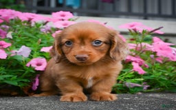 Miniature Dachshund dogs for sale: Sugar - Image 8