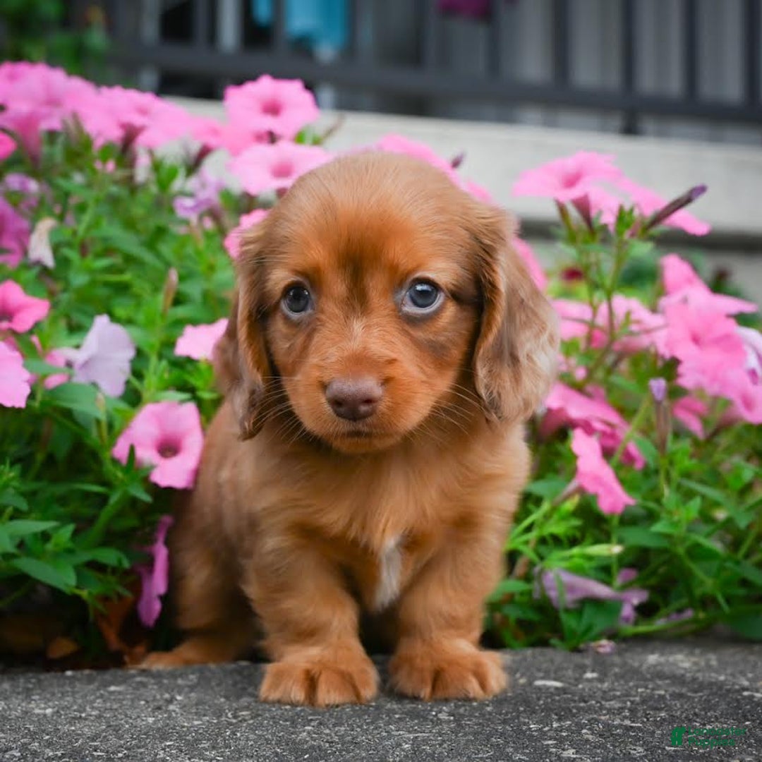 Miniature Dachshund dogs for sale: Sugar - Image 8