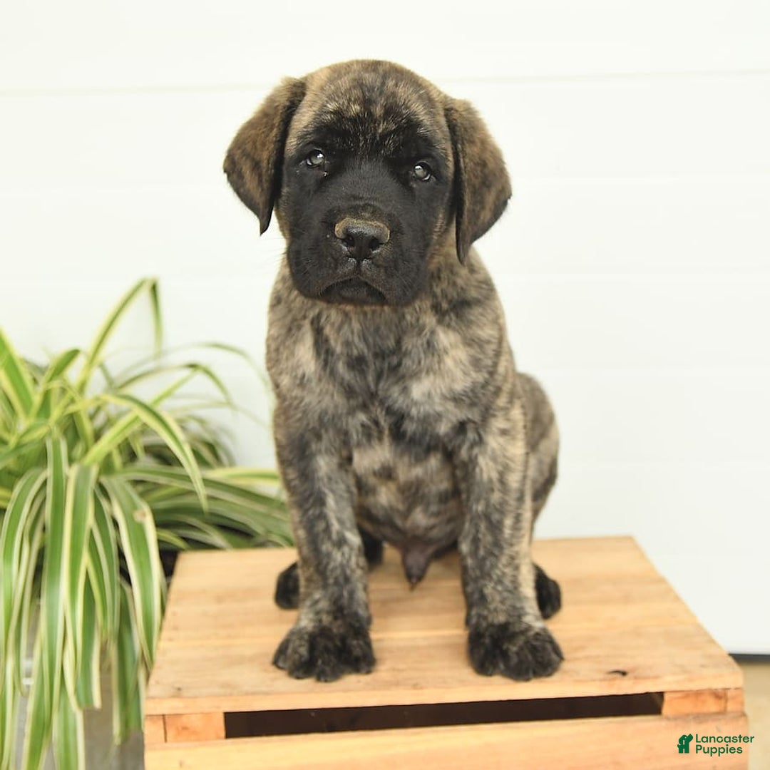 English Mastiff dogs for sale: Mr Grizzle - Image 6