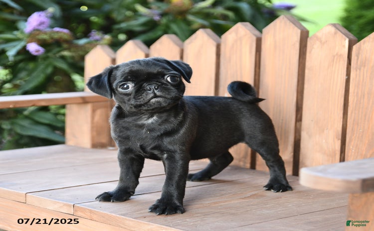 Pug dogs for sale - Ad 1