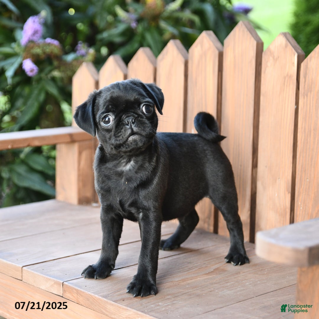 Pug dogs for sale: Mars - Image 1