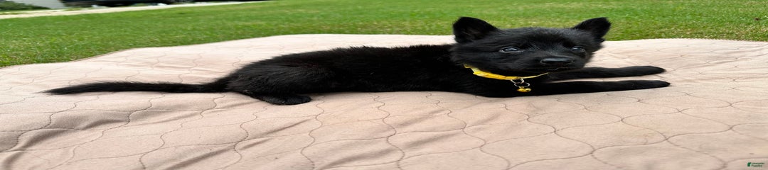 Yellow Collar