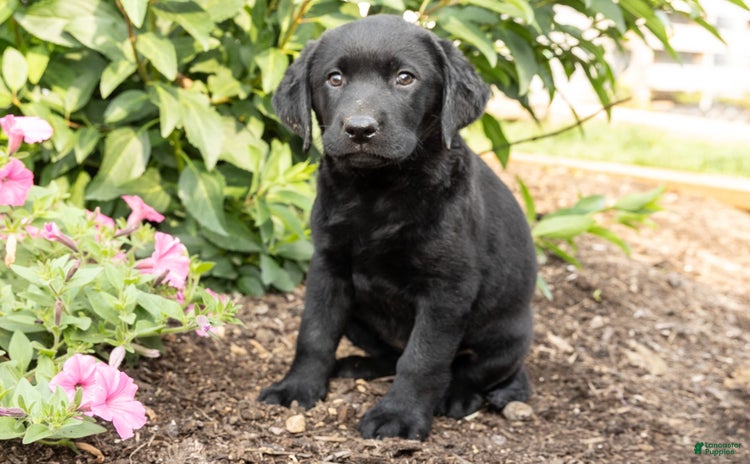 Labrador Retriever dogs for sale - Ad 2