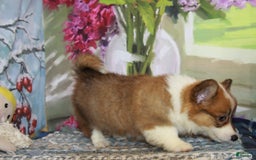Welsh Corgi Pembroke dogs for sale: Harvey Fluffy - Image 3