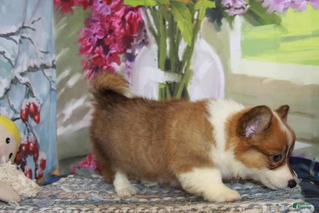 Welsh Corgi Pembroke dogs for sale: Harvey Fluffy - Image 3