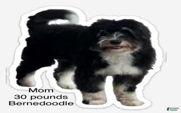 Mini Bernedoodle dogs for sale: Oreo - Image 7