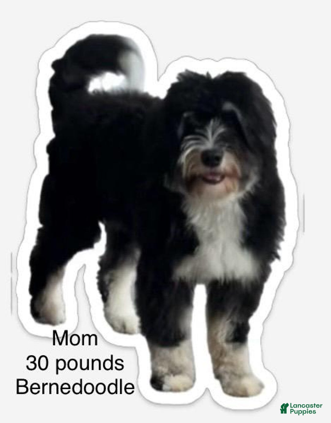 Mini Bernedoodle dogs for sale: Oreo - Image 7