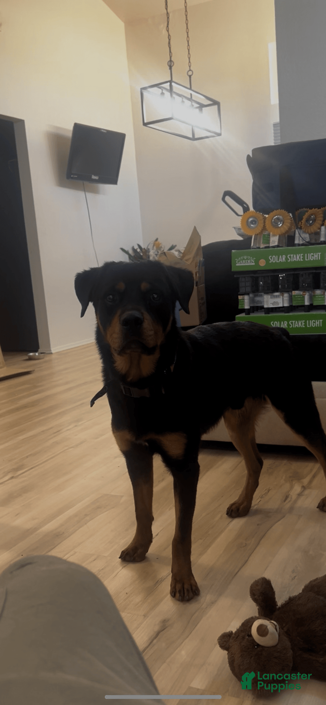 Rottweiler dogs for sale: Champ - Image 4