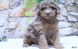 Mini Goldendoodle dogs for sale: Iris F1b - Image 1