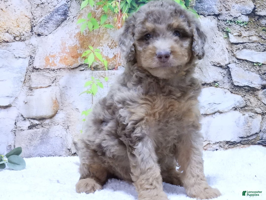 Mini Goldendoodle dogs for sale: Iris F1b - Image 1