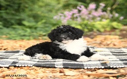 Mini Aussiedoodle dogs for sale: Holland - Image 5