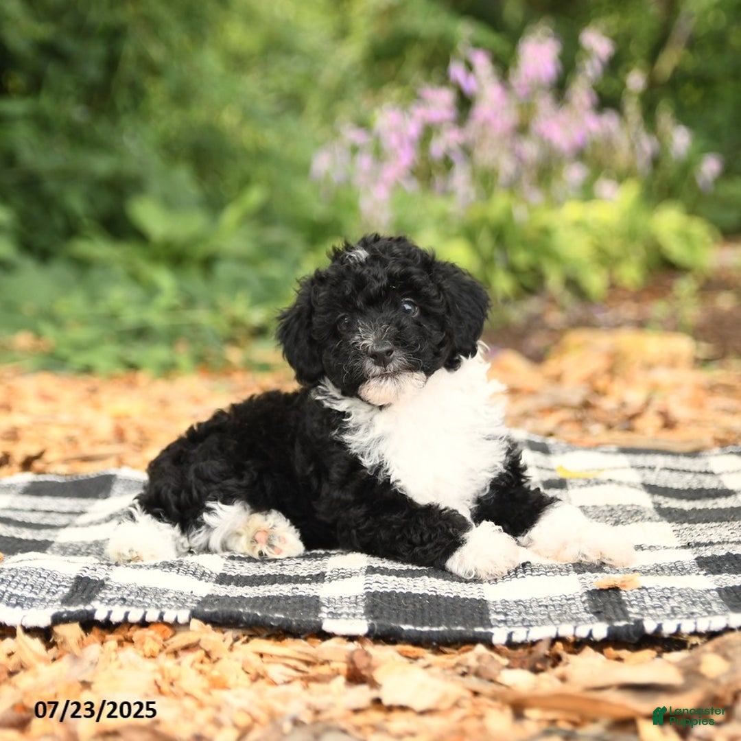 Mini Aussiedoodle dogs for sale: Holland - Image 5