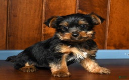 Yorkshire Terrier dogs for sale: Andy - Image 8
