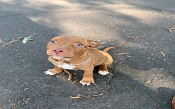 American Staffordshire Terrier dogs for sale: Fiyero - Image 1