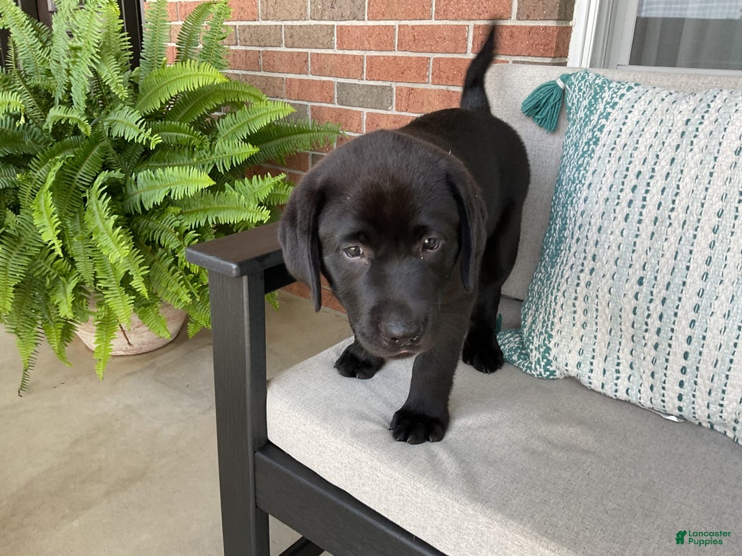 Labrador Retriever dogs for sale: Bella - Image 6