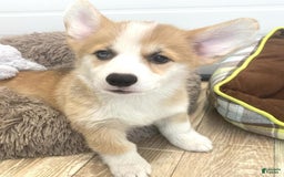 Welsh Corgi Pembroke dogs for sale: Jamie - Image 5