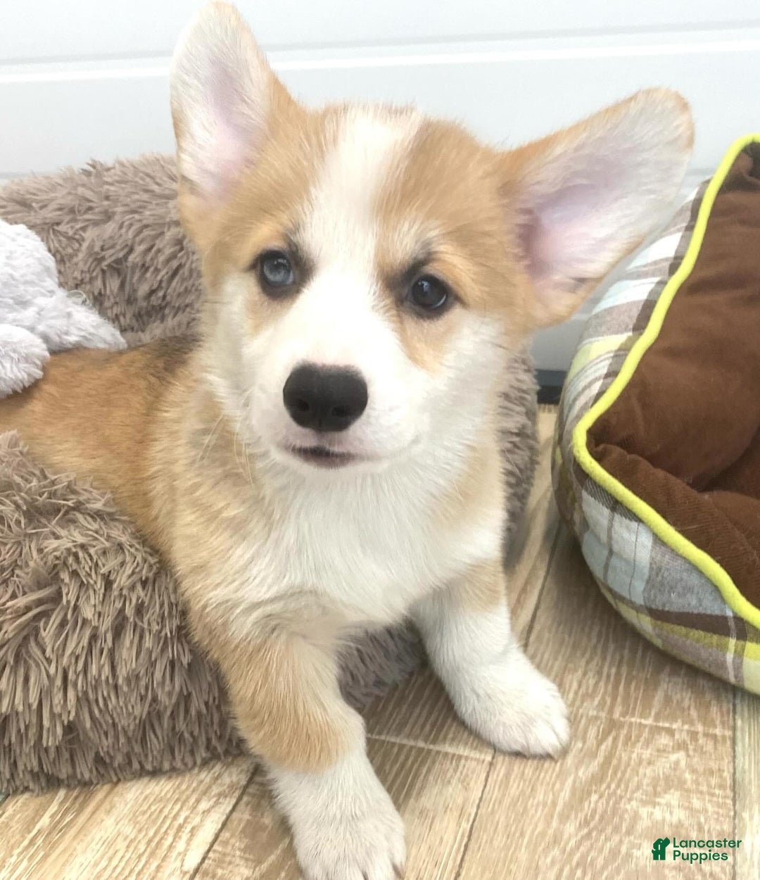 Welsh Corgi Pembroke dogs for sale: Jamie - Image 5