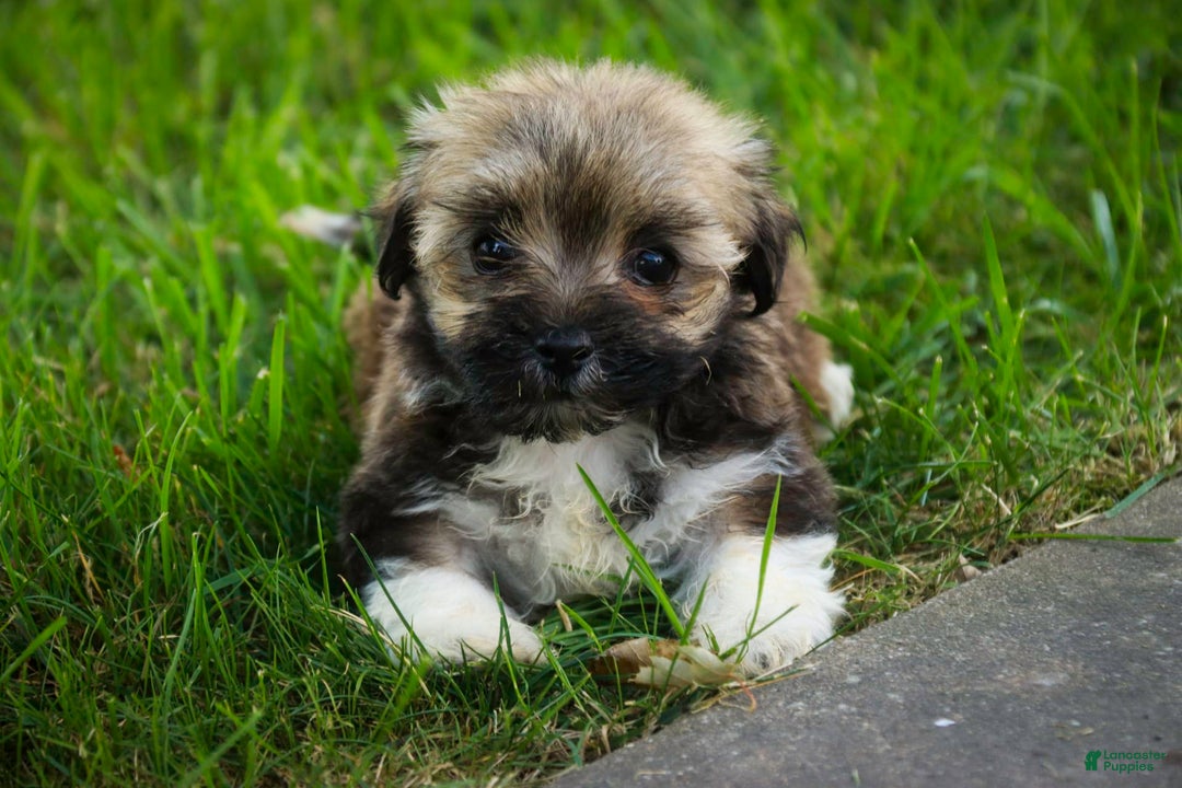 Havanese dogs for sale: Spice - Image 6