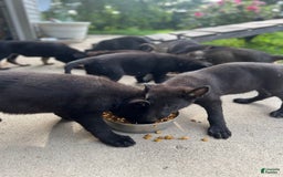 German Shepherd dogs for sale: Big Black - Image 4
