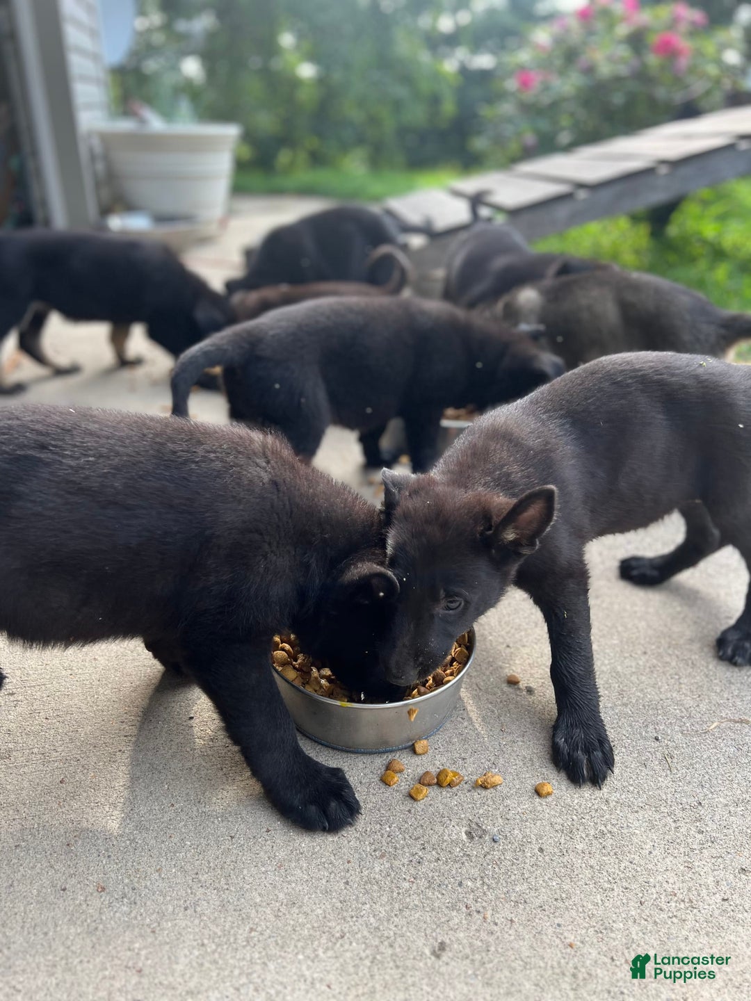 German Shepherd dogs for sale: Big Black - Image 4