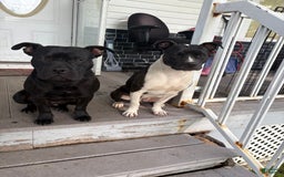American Bully dogs for sale: Khaos - Image 2