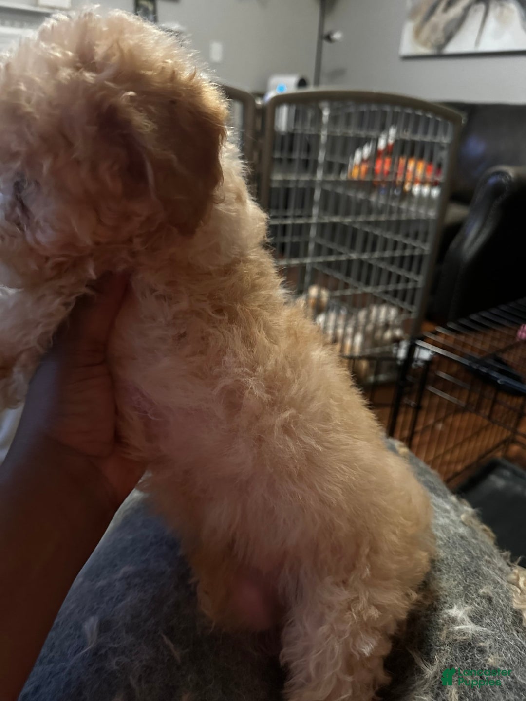 Maltipoo dogs for sale: Luke - Image 3
