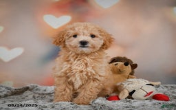 Bichpoo dogs for sale: Jessica - Image 1