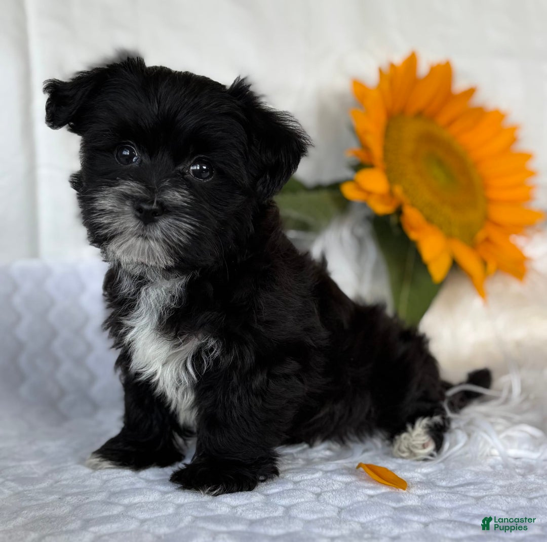 Morkie dogs for sale: LAKOTA - Image 10