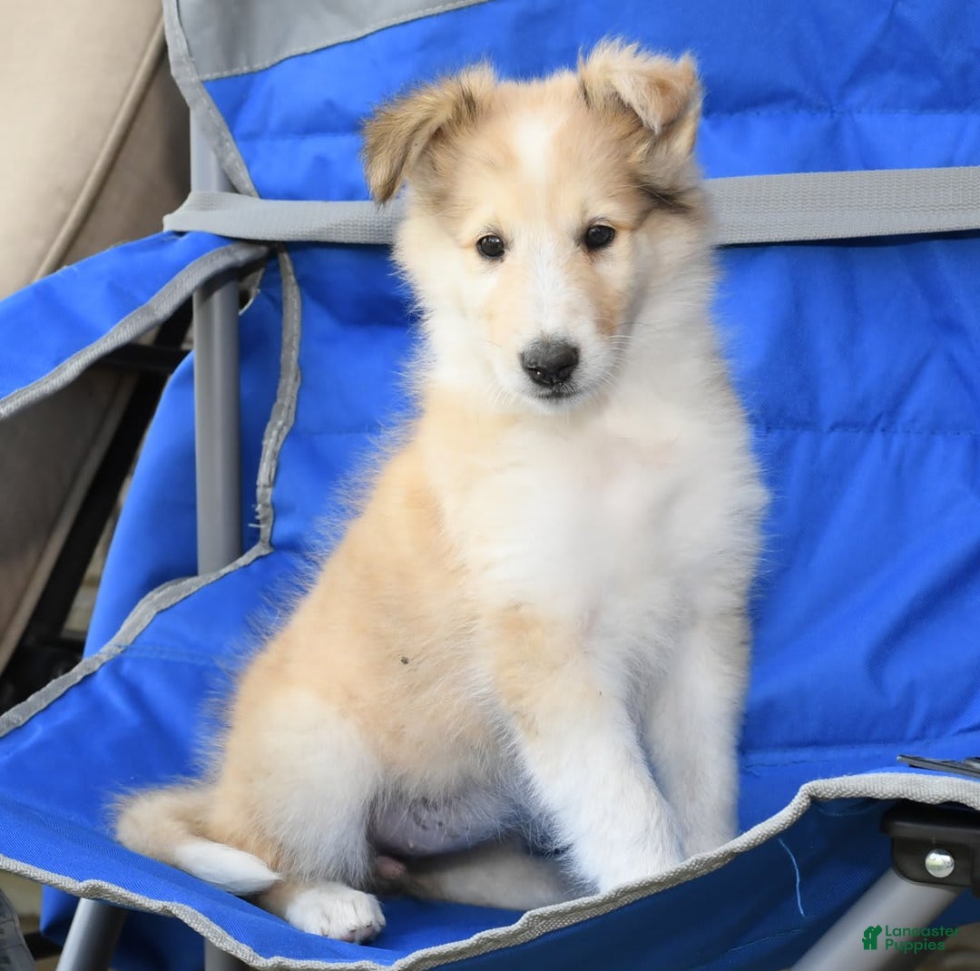 Collie dogs for sale: Penny - Image 3