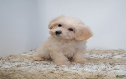 Maltipoo dogs for sale: Myla - Image 6