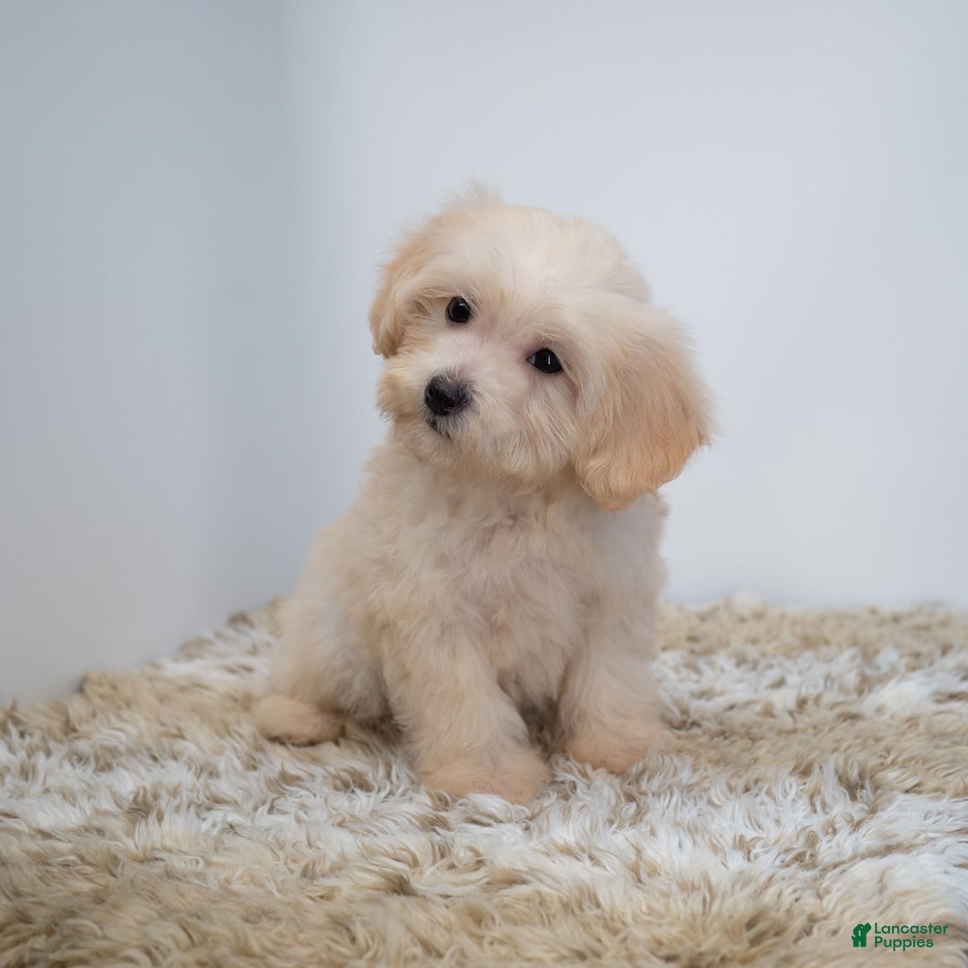 Maltipoo dogs for sale: Myla - Image 6