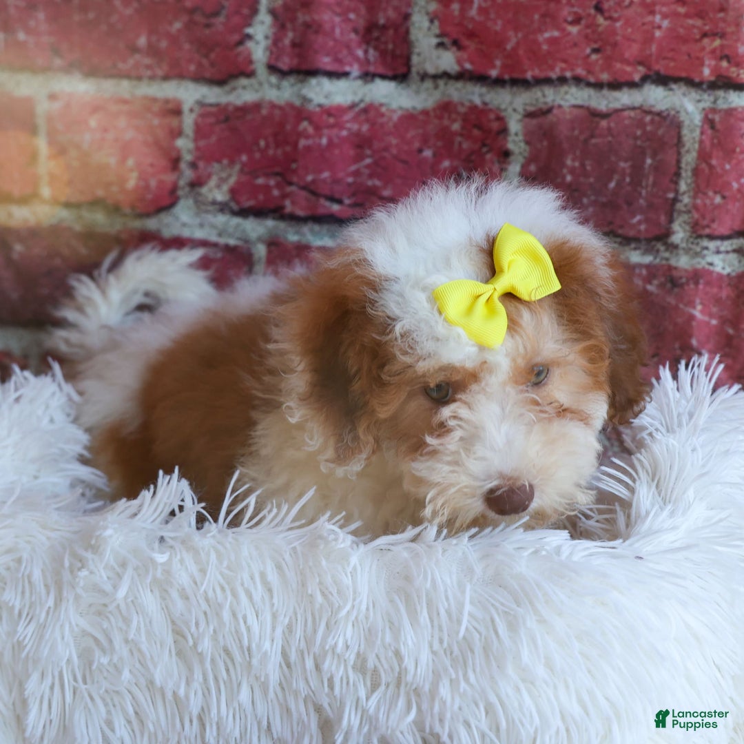 Cavachon dogs for sale: ECHO - Image 10