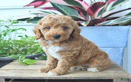 Mini Goldendoodle dogs for sale: Vegas - Image 1