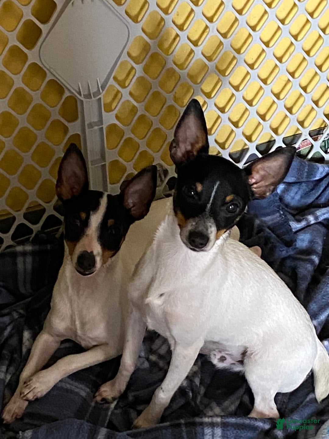 Toy Fox Terrier dogs for sale: Pez - Listing for pets: Pez - Image 4