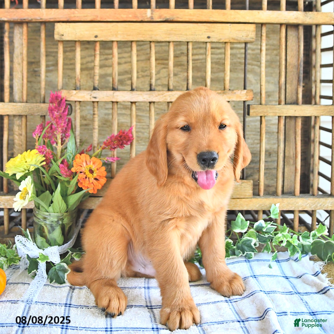 Golden Retriever dogs for sale: Golden Retriever 11 puppies - Image 43