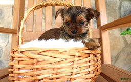 Shorkie dogs for sale: Kipper - Image 8