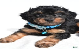 Cavapoo dogs for sale: Brooklyn - Image 6