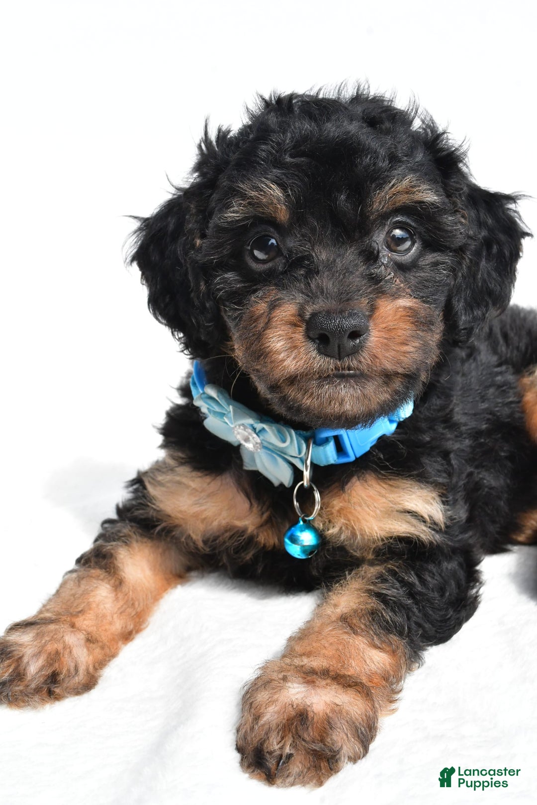 Cavapoo dogs for sale: Brooklyn - Image 6