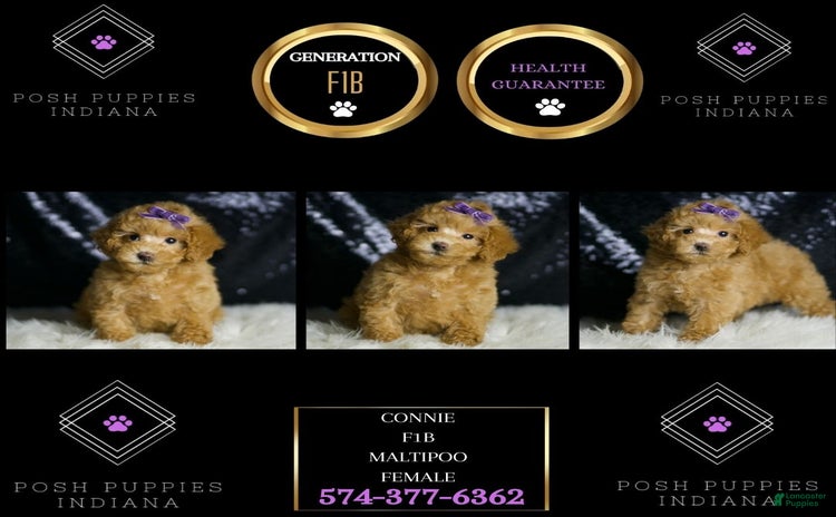 Maltipoo dogs - Advert 22