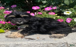 Lhasapoo dogs for sale: Jinny - Image 4