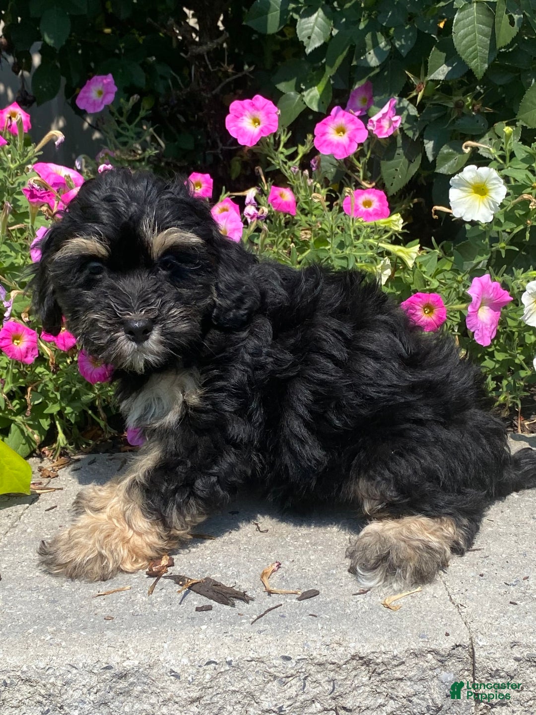 Lhasapoo dogs for sale: Jinny - Image 4