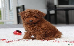 Toy Poodle dogs for sale: Elri - Image 9